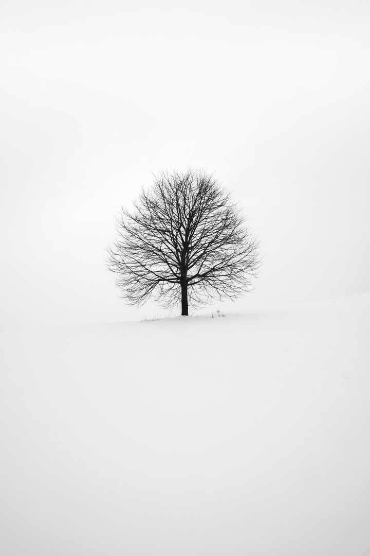 Black-Tree