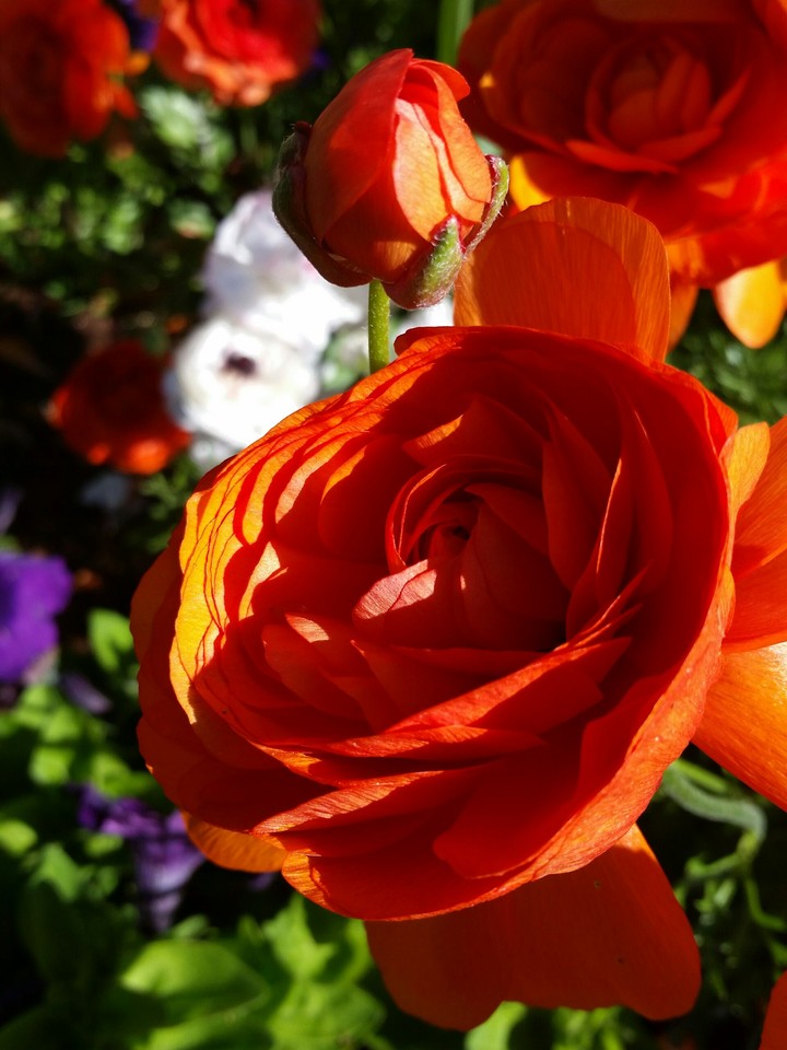 orange rose