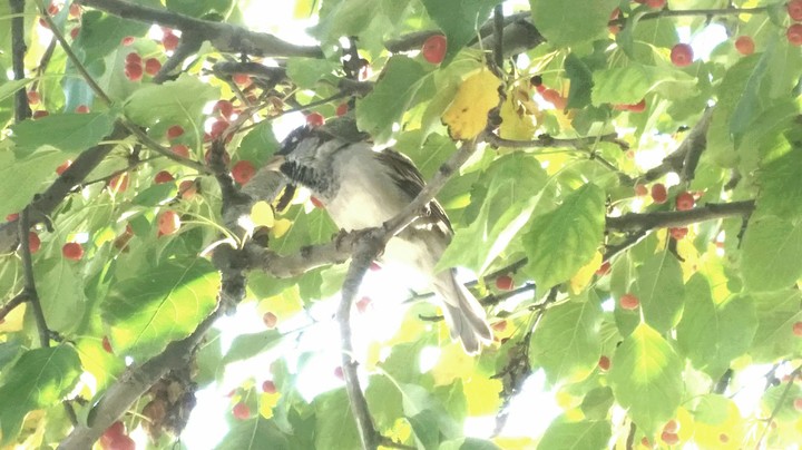 bird