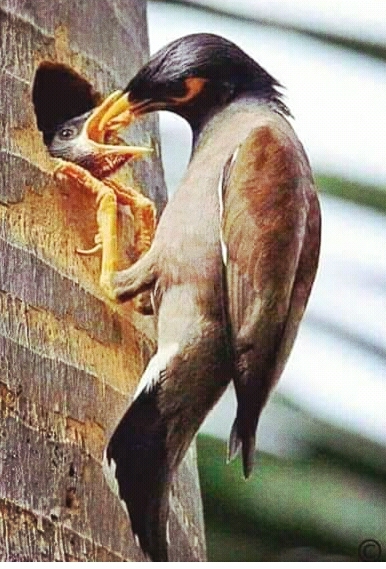 Mother bird love for children