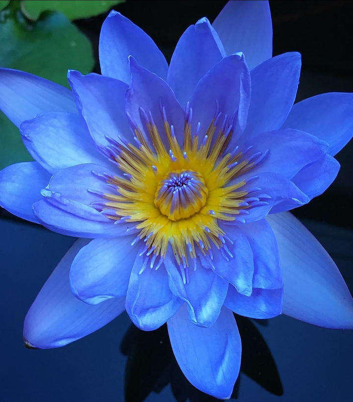 Lotus