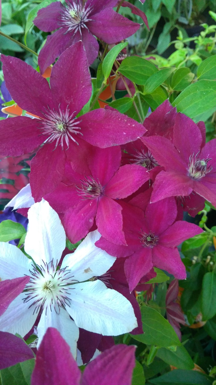 Clematis