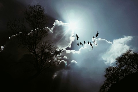 birds