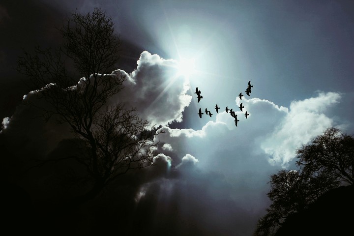 birds