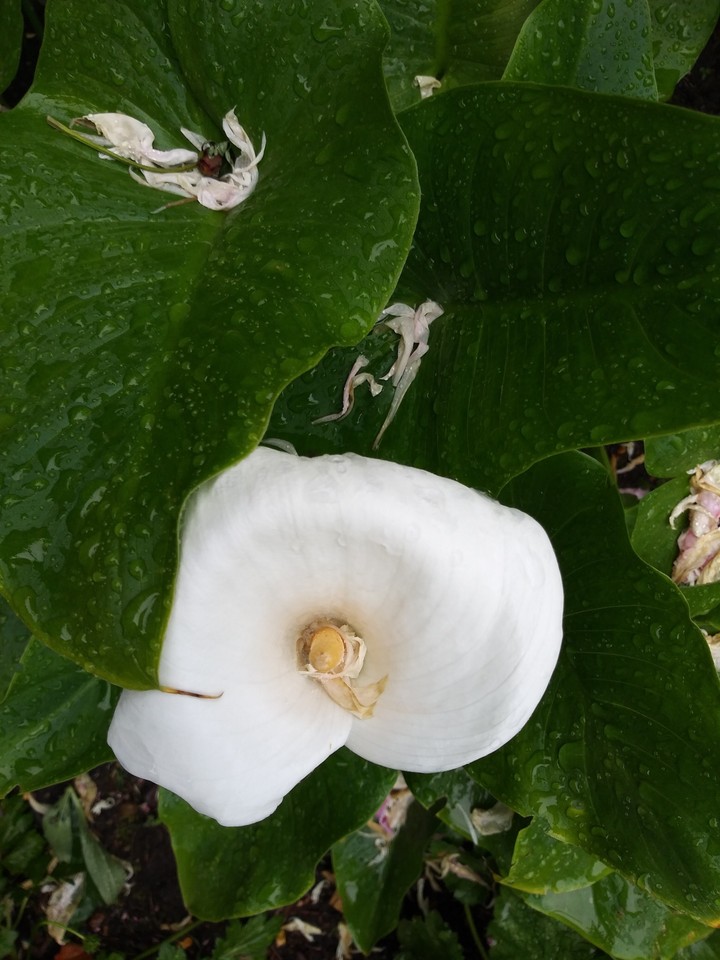 Lilly
