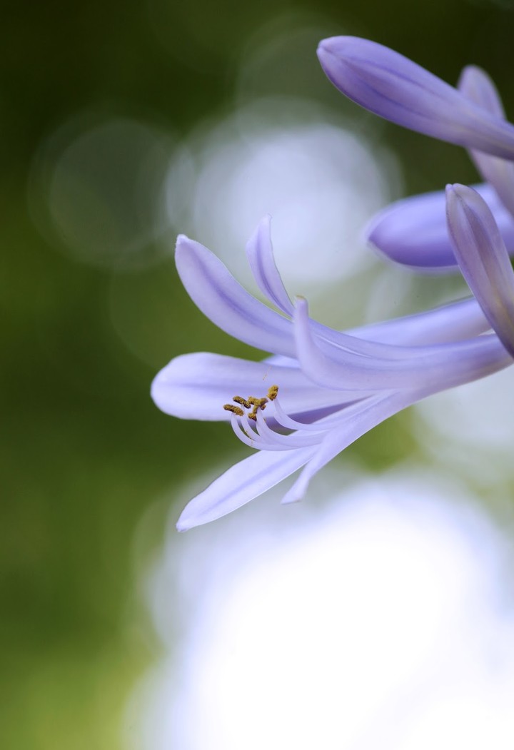 floret