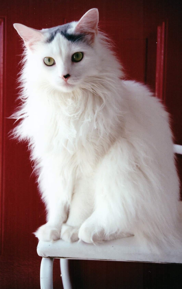 The cat Rosie