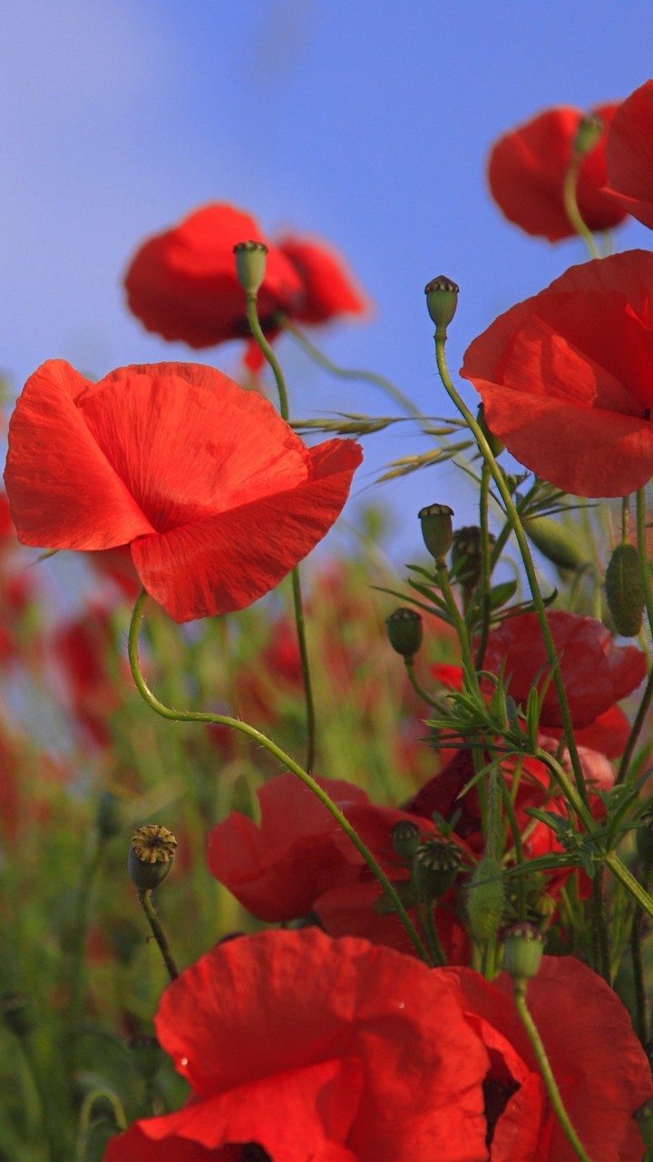 Poppies