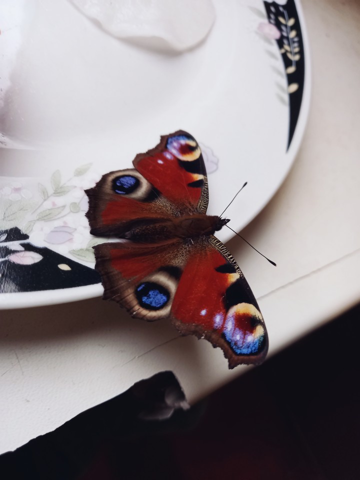 25