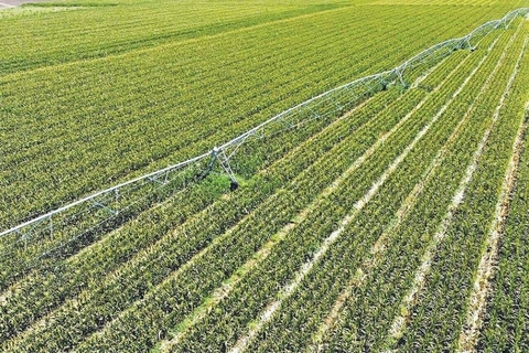 crop, Plantation Hintergrundbilder