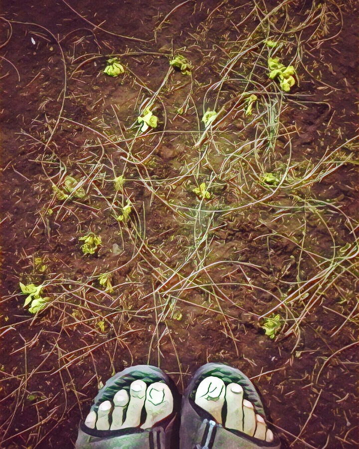 when beauty meets ground..