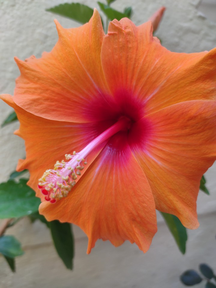 hibiscus