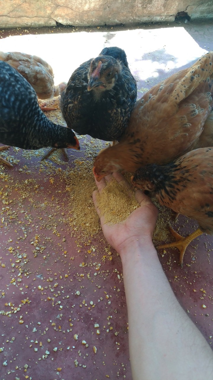 Docile and loving chickens