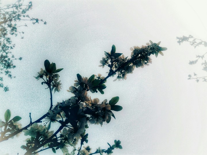 spring