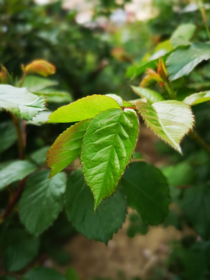 green