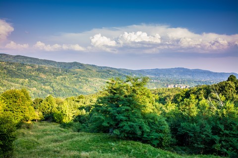 fonds d'écran blue, vegetation