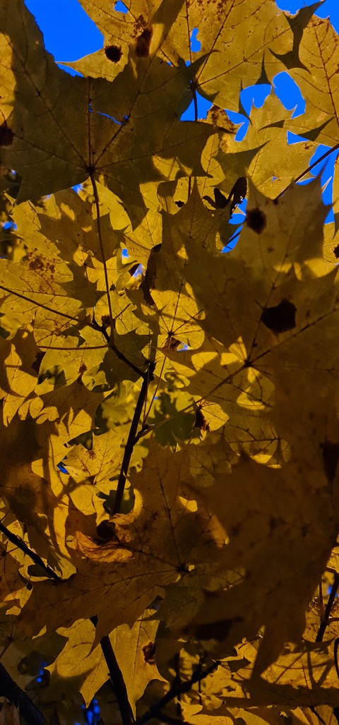 Leaves