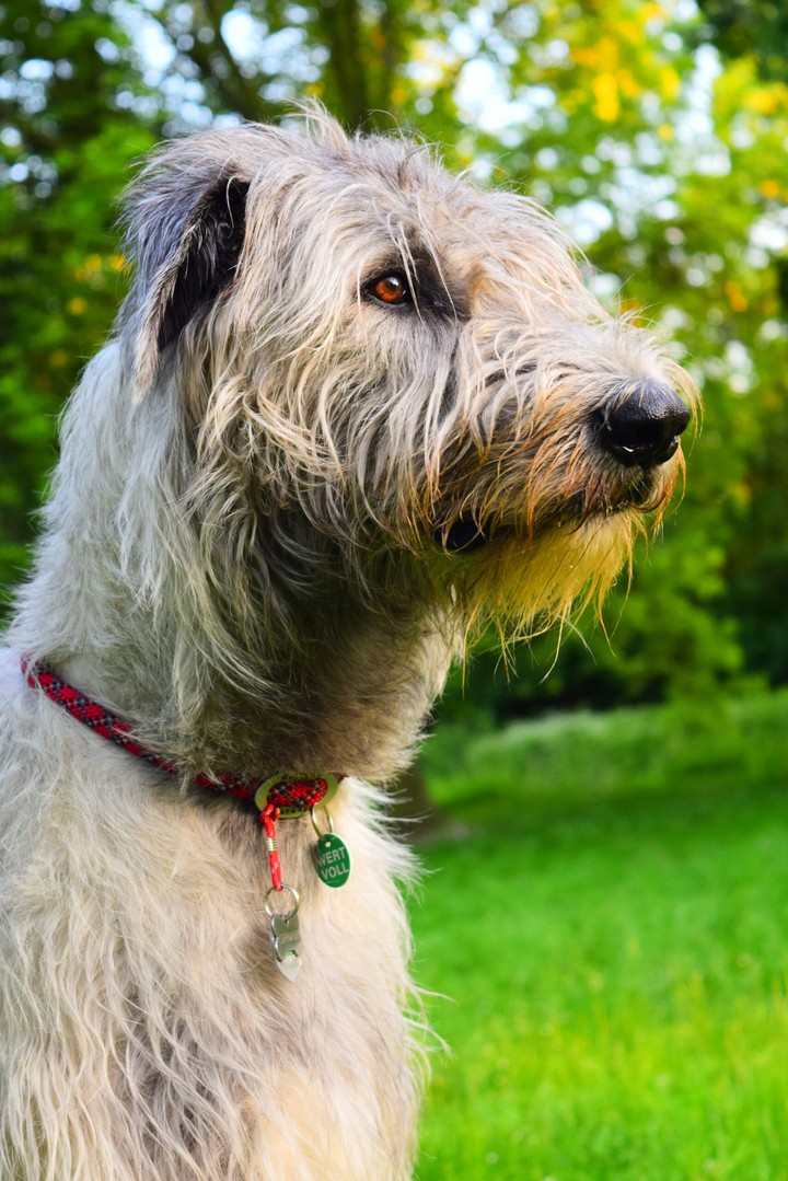 Wolfhound portrait.