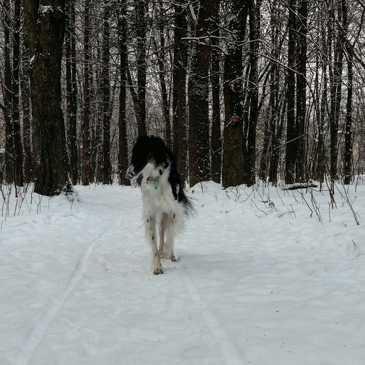 русская борзая