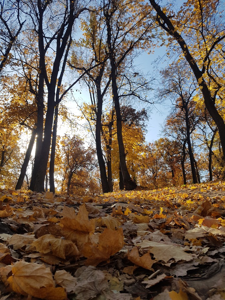 #осень #парк