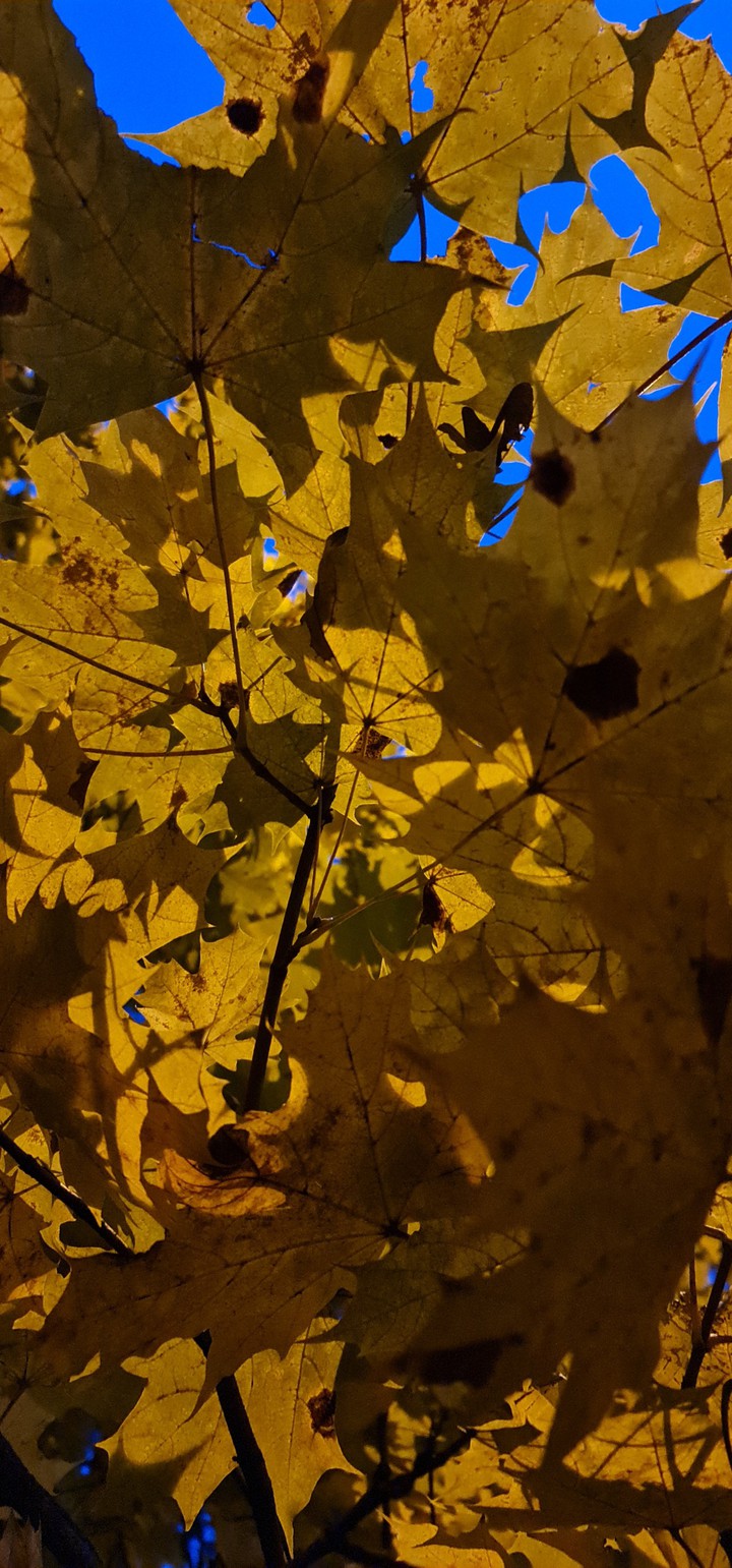 Leaves