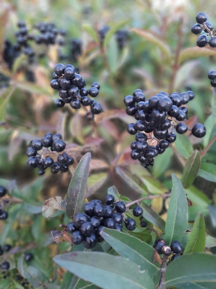 Berries