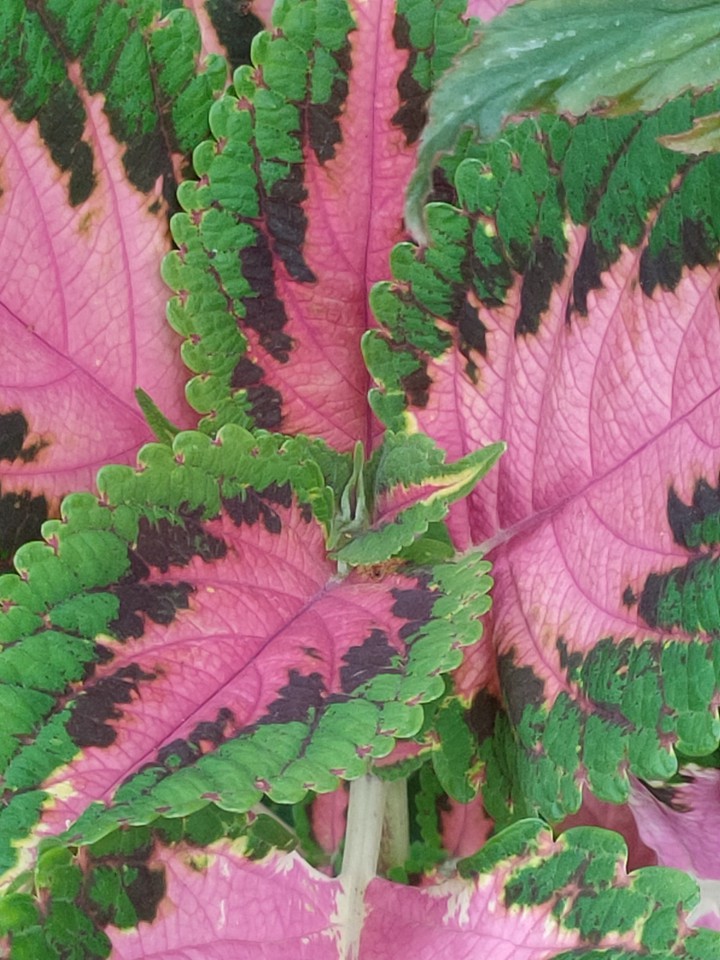 Coleus