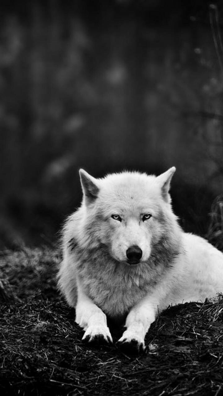 Black and White