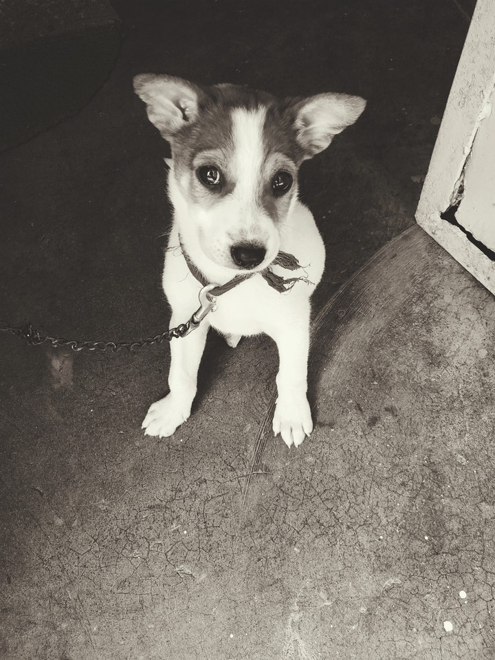 innocent cute dog