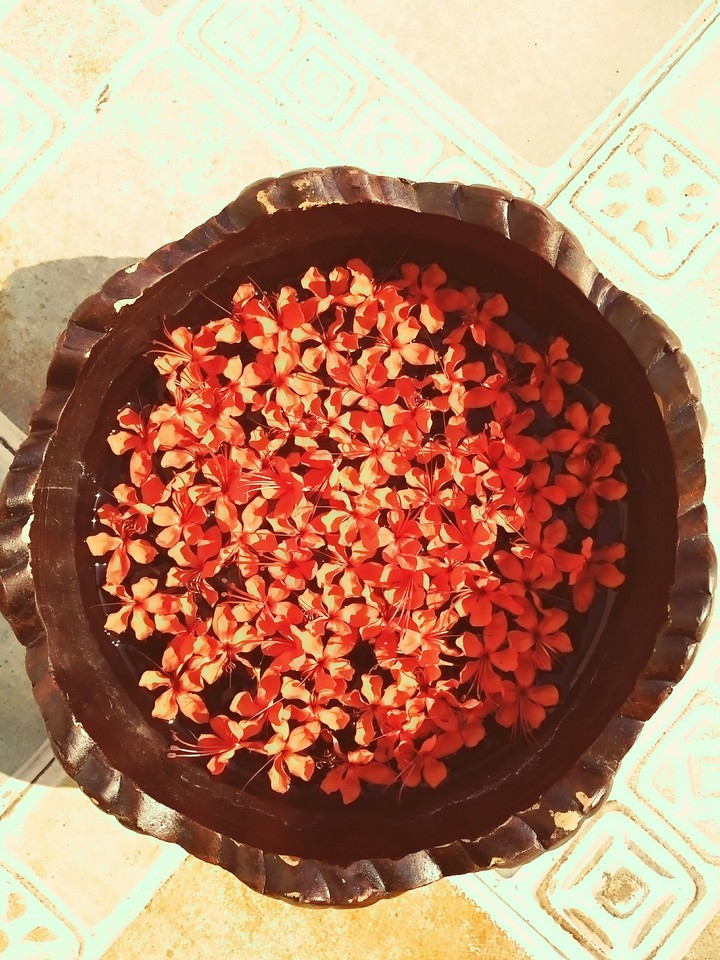 flower bed