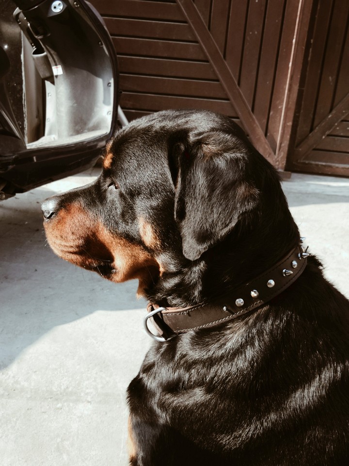 Duke