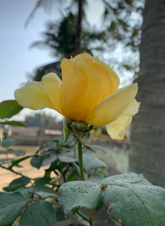 yellow rose