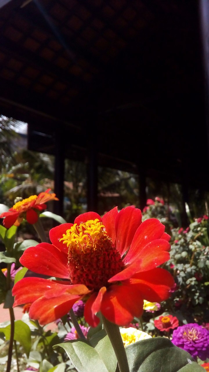 beautiful flower!