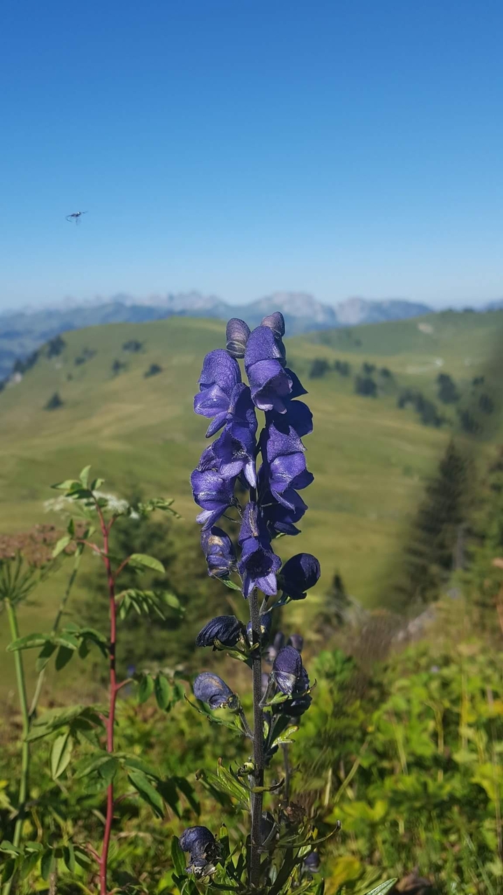 Bergblume