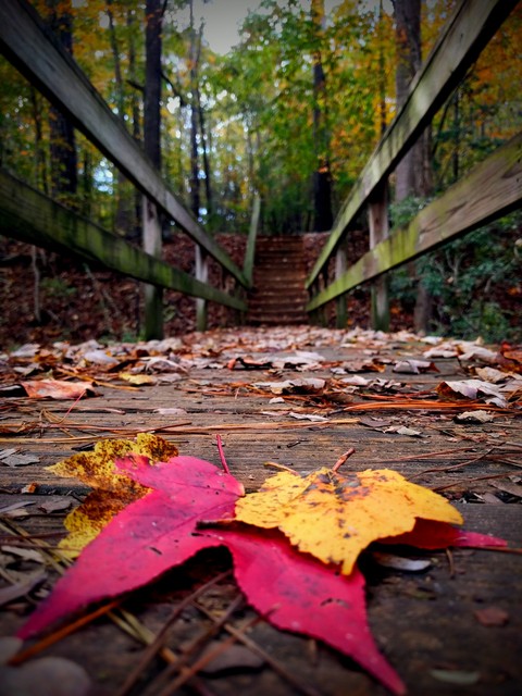 bridges