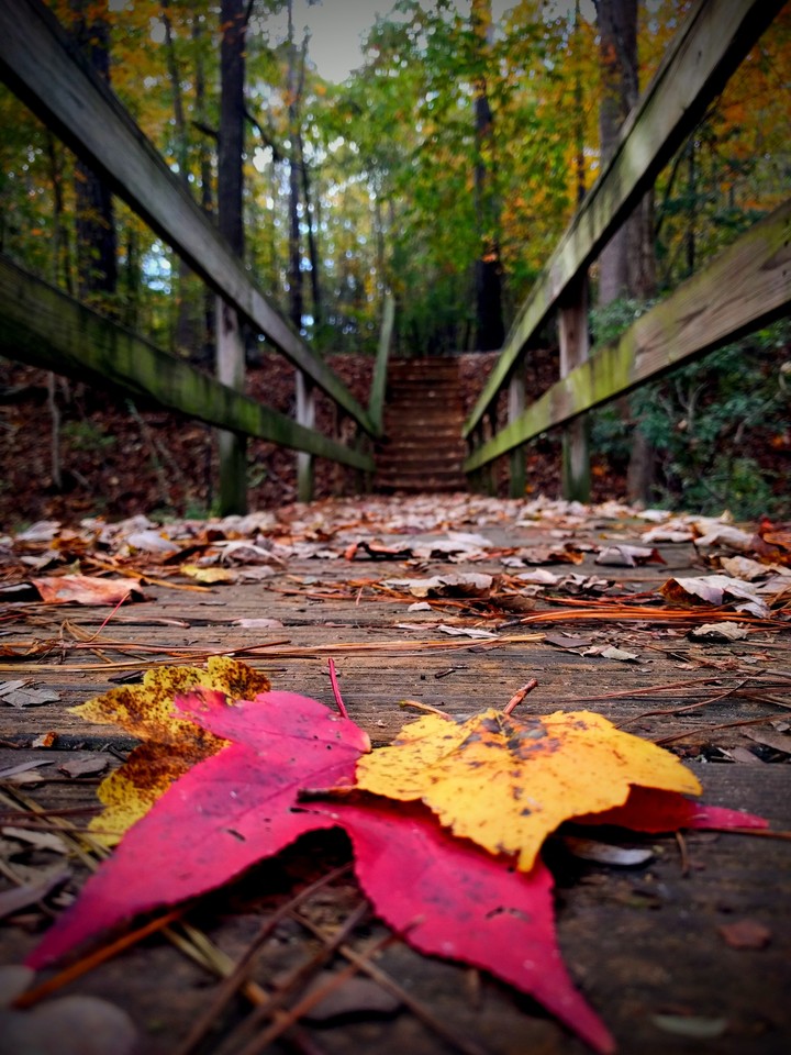 bridges