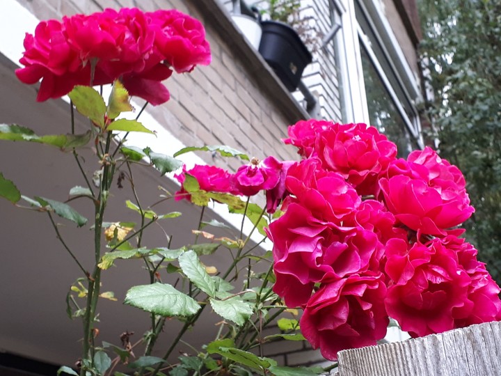 Pretty pink flowers