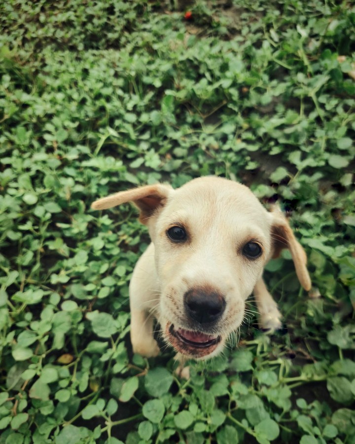 puppy
