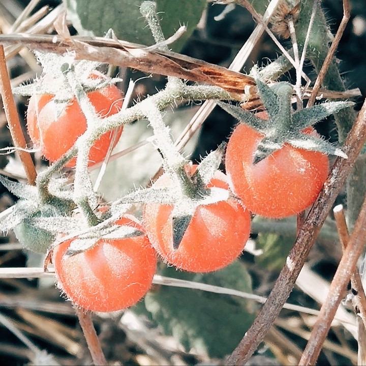 Baby Tomatoes