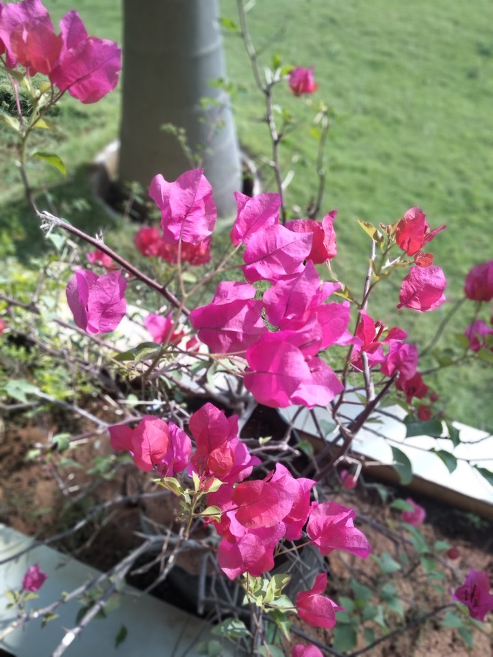 Flowers