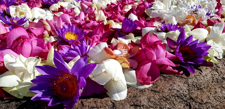 Ofering flowers to Lord Buddha