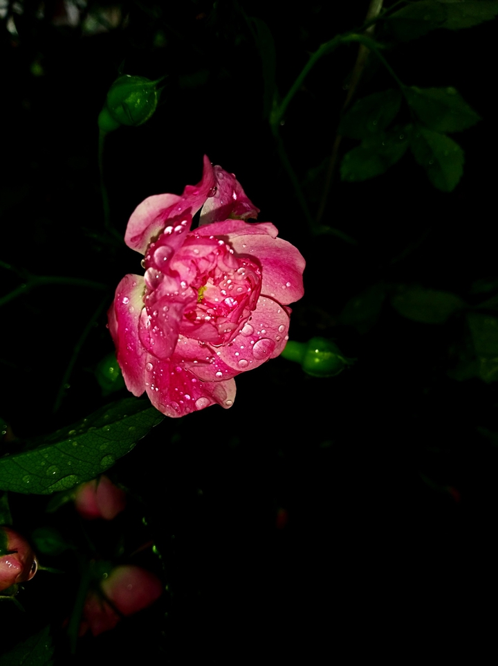rose