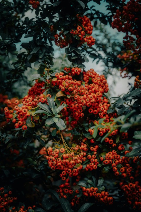 rowan, produce háttérképek