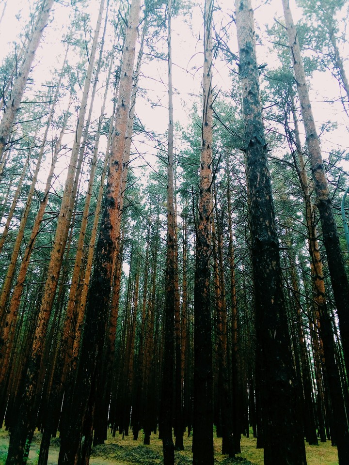 forest