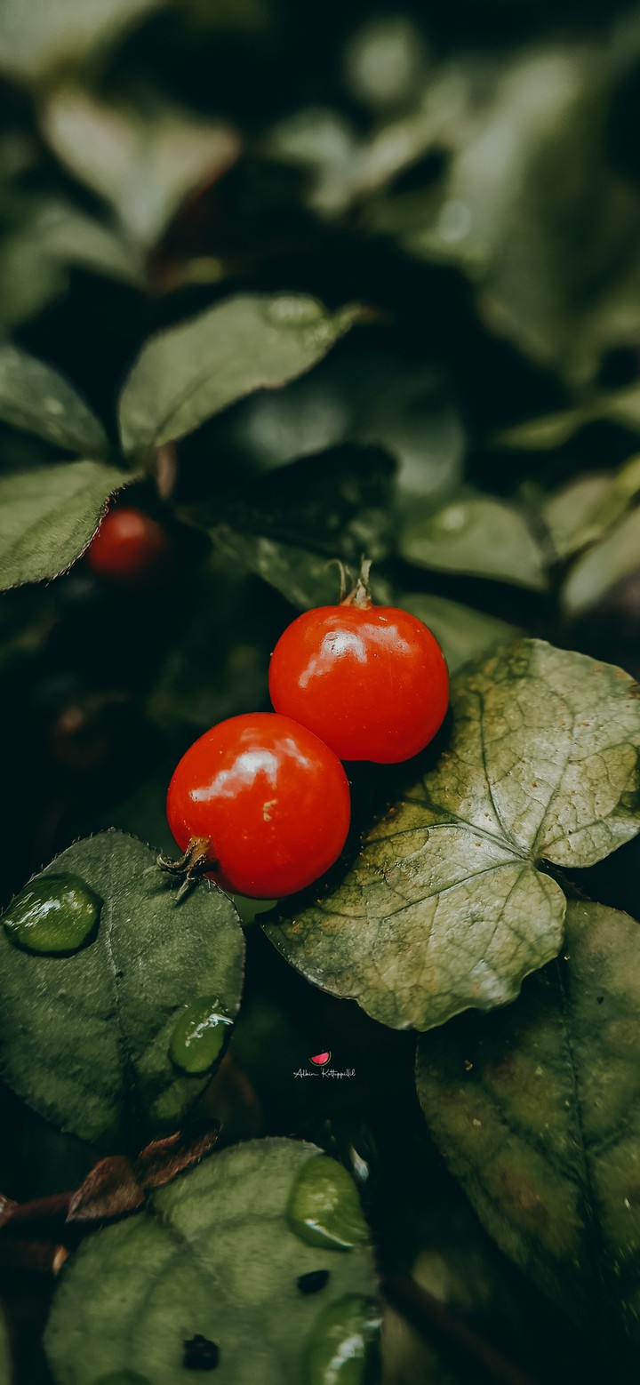 Wild Cherry