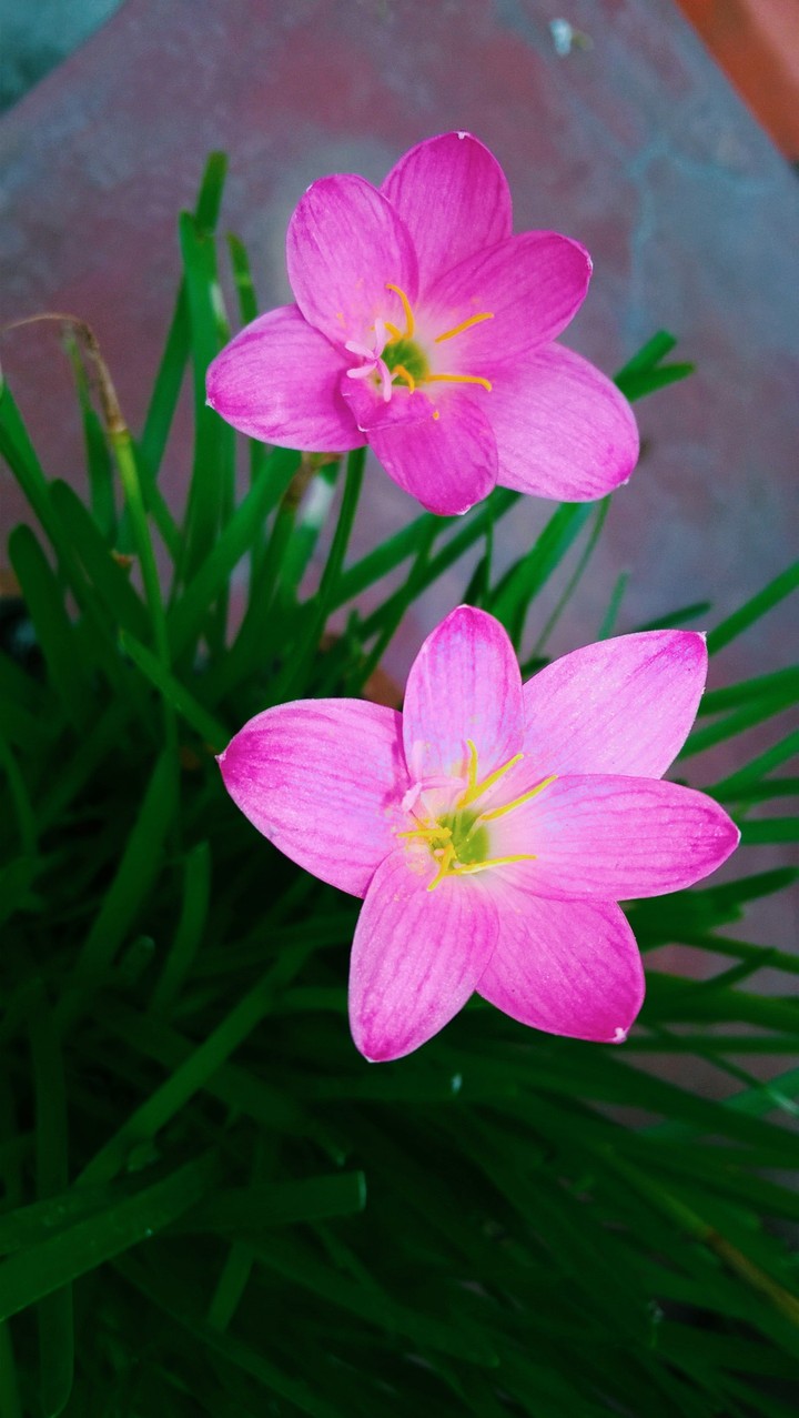 wow of nature