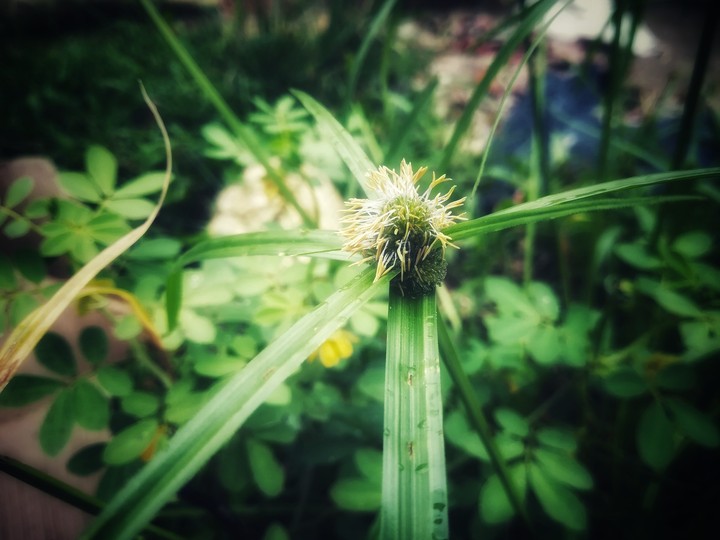 A Beautiful Grass Flower