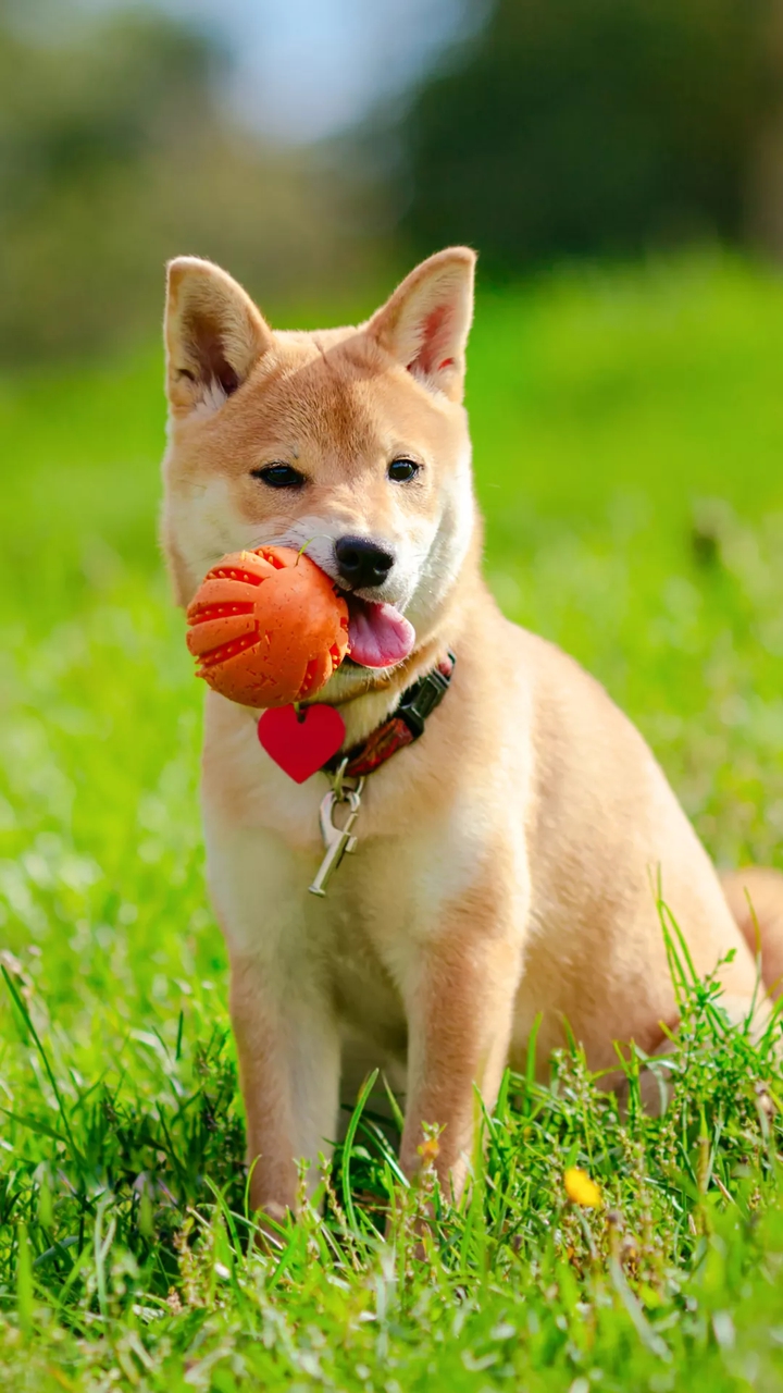 Lovely dog