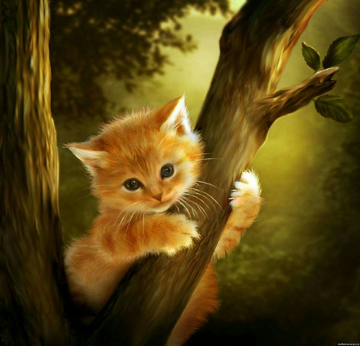 cat in the tree