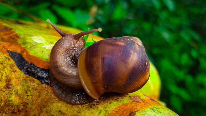 snail
